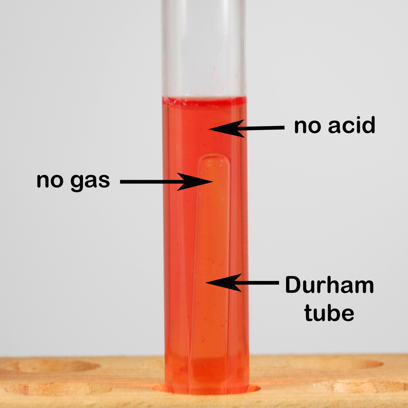 BIOL 230 Lab Manual Phenol Red Lactose Broth